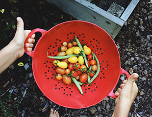 Untitled-2.png Fresh vegetables in a collander including beans and tomatoes