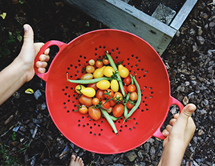 Fresh vegetables in a collander including beans and tomatoes