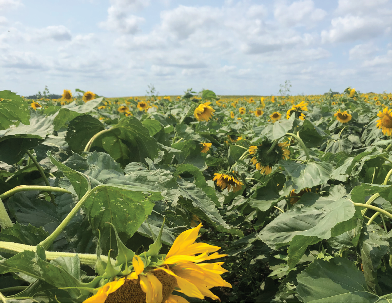 editsunflowergarden-(1).png editsunflowergarden-(1).png