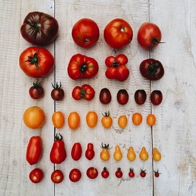 Organic tomatoes in various shapes, sizes and colors to be used in delicious recipes