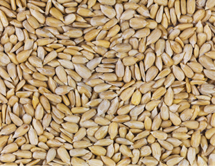 editsunflowerseeds.png editsunflowerseeds.png
