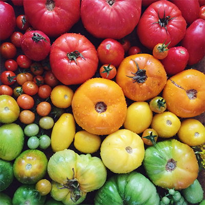 Tomatoes in various colors help increase vitamin D levels