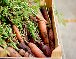 Farmer's market organic carrots are a part of regenerative agriculture