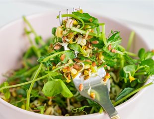 lentilscrop.jpg Lentil in a salad in a bowl and on a fork.